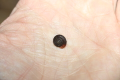 Ramogenia challengeri