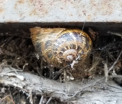 Cornu aspersum