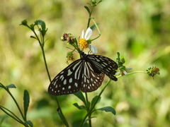 Ideopsis similis