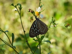 Ideopsis similis