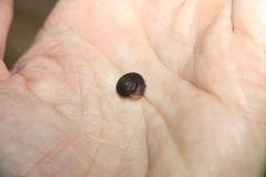 Ramogenia challengeri