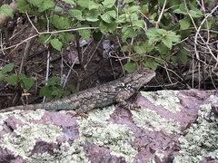 Sceloporus clarkii