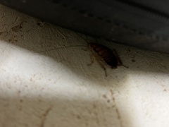 Methana athertonensis