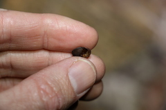 Ramogenia challengeri