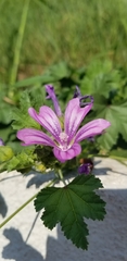 Malva sylvestris