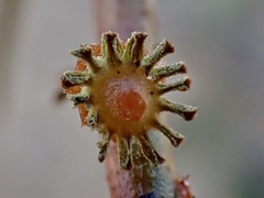Gyrostemon australasicus