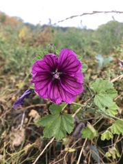 Malva trimestris