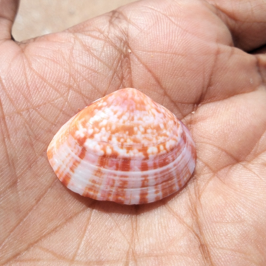 Agate Trough Shell
