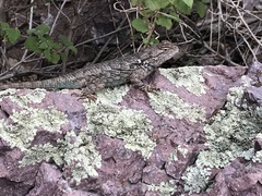 Sceloporus clarkii