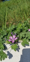 Malva sylvestris