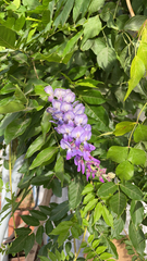 Wisteria sinensis