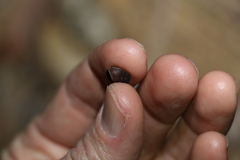 Ramogenia challengeri