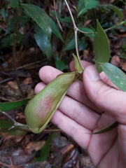 Nepenthes tentaculata