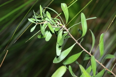 Persoonia sericea