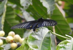 Troides haliphron naias