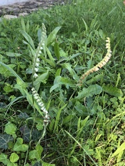 Spiranthes spiralis
