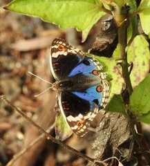Junonia orithya