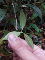 Nepenthes tentaculata
