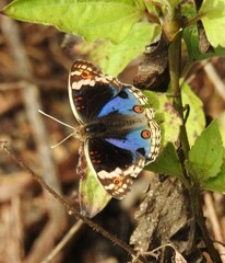 Junonia orithya