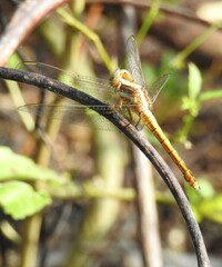 Orthetrum testaceum