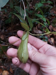 Nepenthes tentaculata