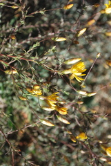 Leysera gnaphalodes