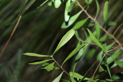 Persoonia sericea