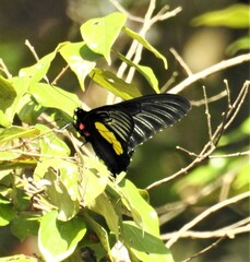 Troides haliphron naias