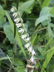 Spiranthes spiralis