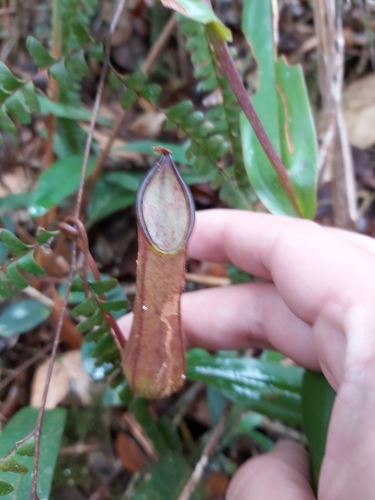 Image of Nepenthes tentaculata by (c) Tim, some rights reserved (CC BY)