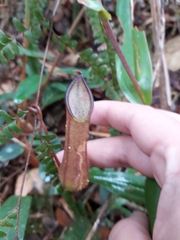 Nepenthes tentaculata