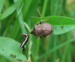 Picromerus bidens