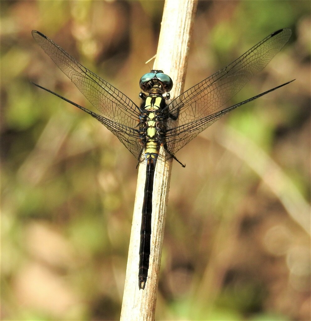 Orthetrum austrosundanum from East Sumba Regency, East Nusa Tenggara ...