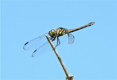 Potamarcha congener