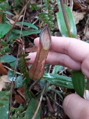 Nepenthes tentaculata