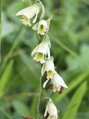 Spiranthes spiralis