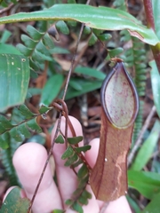 Nepenthes tentaculata