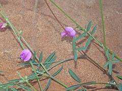 Tephrosia capensis