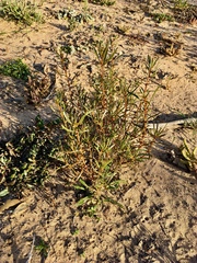Gyrostemon australasicus