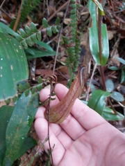 Nepenthes tentaculata