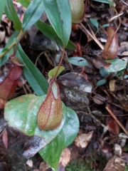 Nepenthes tentaculata