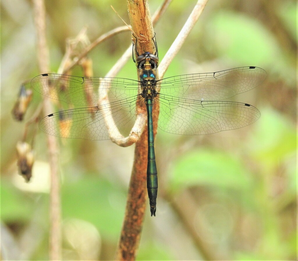 Hemicordulia chrysochlora