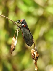 Huechys sanguinea