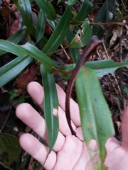 Nepenthes tentaculata
