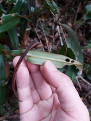 Nepenthes tentaculata