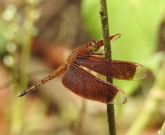Neurothemis