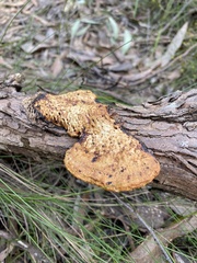 Hexagonia vesparia