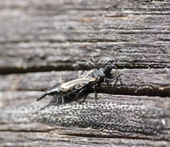 Phlaeothripidae