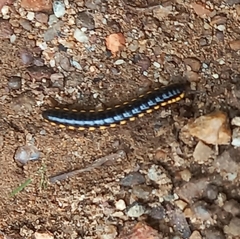 Asiomorpha coarctata