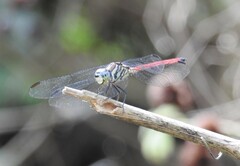 Lathrecista asiatica